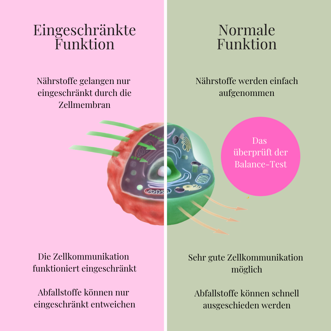 Großer DETOX-Guide inkl. Balance Test