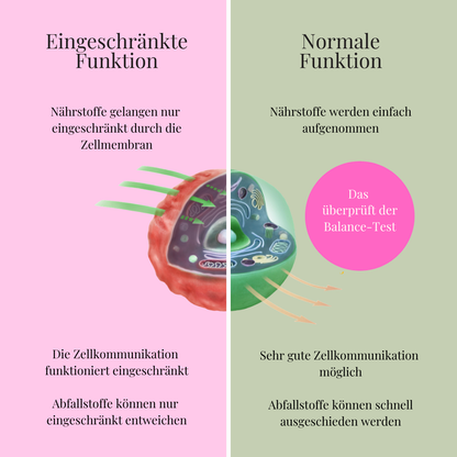 Großer DETOX-Guide inkl. Balance Test